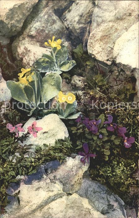 Verlag Photochromie Nr. 901 Serie 519 Primula auricula Rhodotha