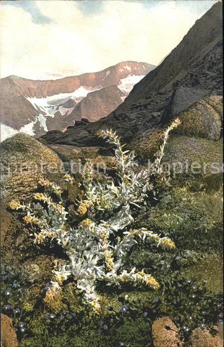 Verlag Photochromie Nr. 908 Serie 520 Artemisia spicata Gentian