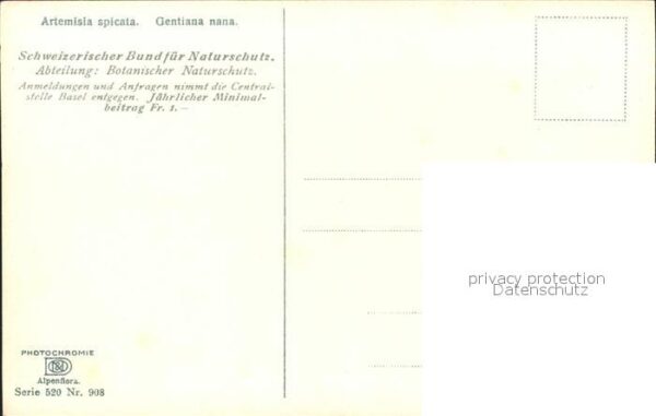 Verlag Photochromie Nr. 908 Serie 520 Artemisia spicata Gentian – Bild 2