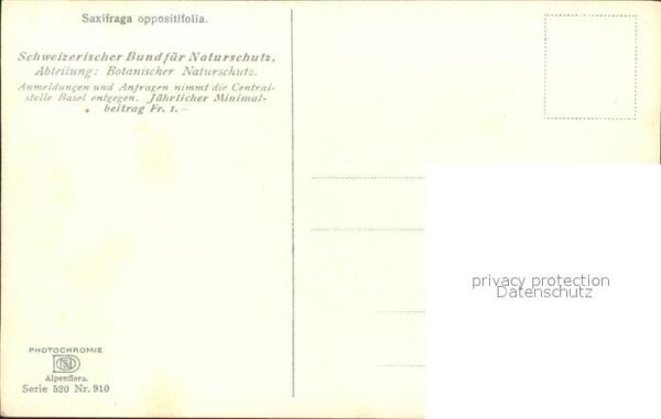 Verlag Photochromie Nr. 910 Serie 520 Saxifraga oppositifolia – Bild 2