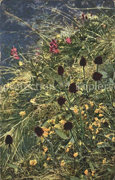 Verlag Photochromie Nr. 919 Serie 520 Nigritella nigra Helianth