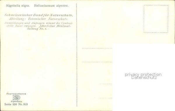 Verlag Photochromie Nr. 919 Serie 520 Nigritella nigra Helianth – Bild 2