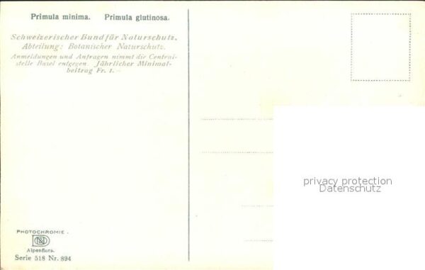 Verlag Photochromie Nr. 894 Serie 518 Primula minima Primula gl – Bild 2