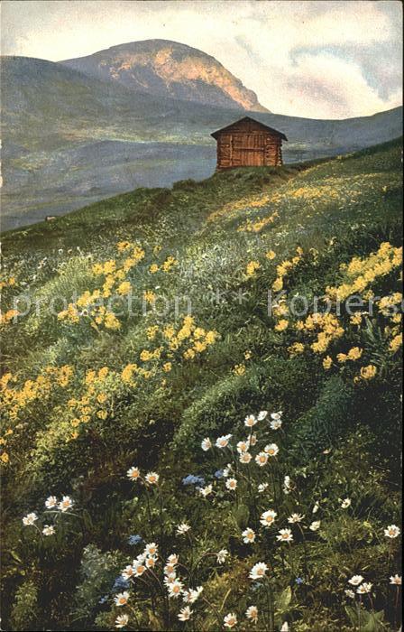 Verlag Photochromie Nr. 906 Serie 519 Bellidiastrum Michelli My