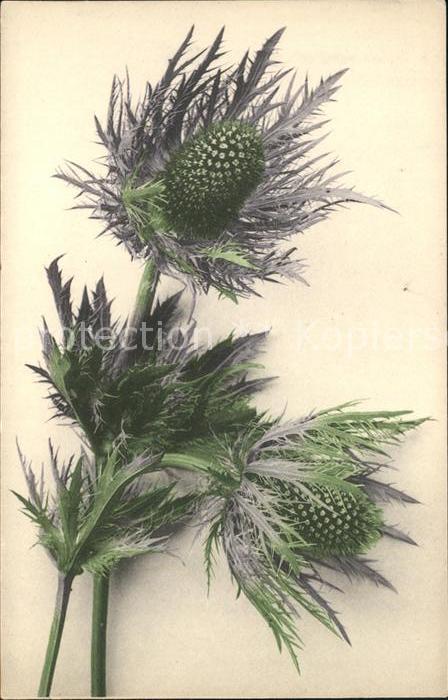 Blumen Silberdistel