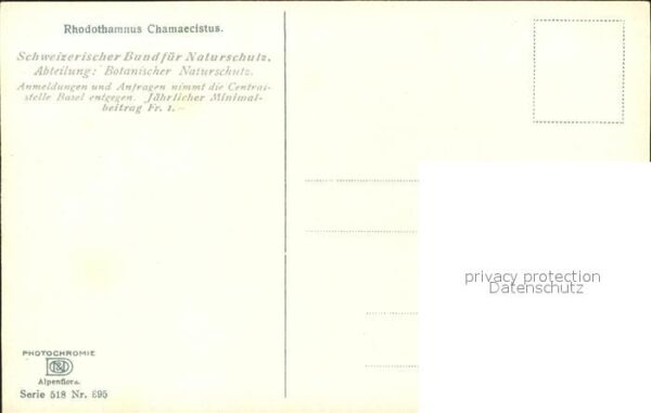 Verlag Photochromie Nr. 895 Serie 518 Rhodothamnus Chamaecistus – Bild 2