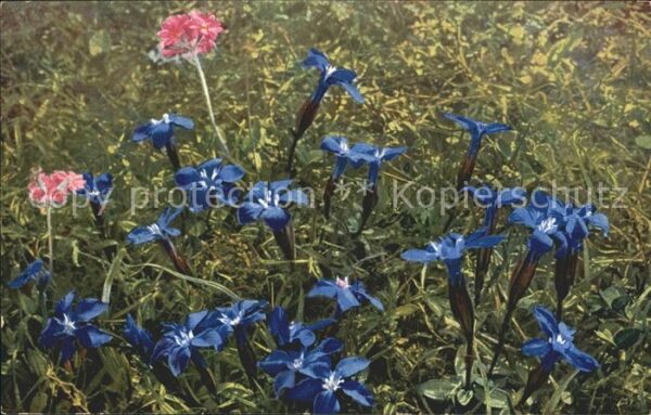Verlag Photochromie Nr. 912 Serie 520 Gentiana verna Primula fa