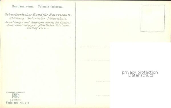 Verlag Photochromie Nr. 912 Serie 520 Gentiana verna Primula fa – Bild 2