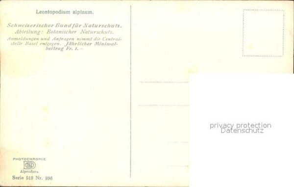 Verlag Photochromie Nr. 896 Serie 519 Leontopodium alpinum Edel – Bild 2