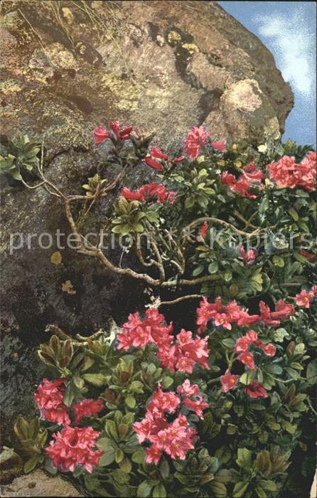 Verlag Photochromie Nr. 897 Serie 519 Rhododendron ferrugineum