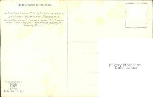 Verlag Photochromie Nr. 897 Serie 519 Rhododendron ferrugineum – Bild 2