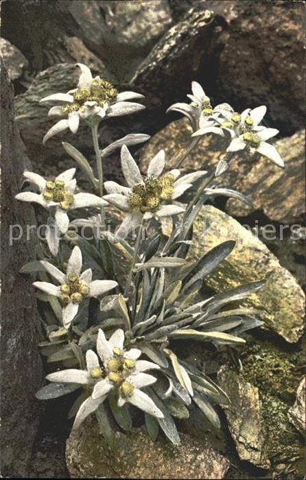 Verlag Photochromie Nr. 884 Serie 518 Leontopodium alpinum Edel