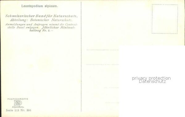 Verlag Photochromie Nr. 884 Serie 518 Leontopodium alpinum Edel – Bild 2