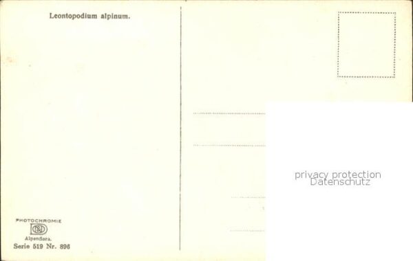 Verlag Photochromie Nr. 896 Serie 519 Leontopodium alpinum Edel – Bild 2