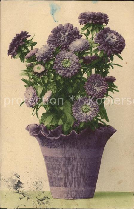 Blumen Astern
