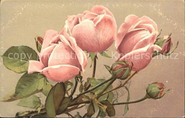 Rosen