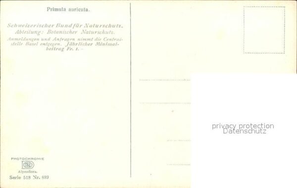 Verlag Photochromie Nr. 889 Serie 518 Primula auricula – Bild 2