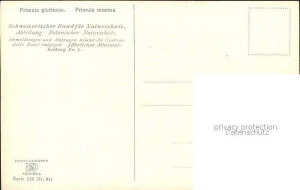 Verlag Photochromie Nr. 911 Serie 520 Primula glutinosa Primula – Bild 2