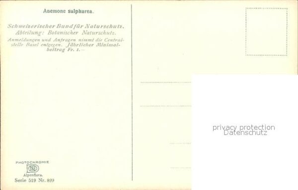 Verlag Photochromie Nr. 899 Serie 519 Anemone sulphurea – Bild 2