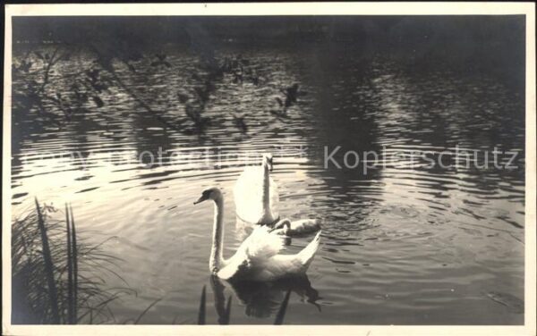 Schwan Schwäne