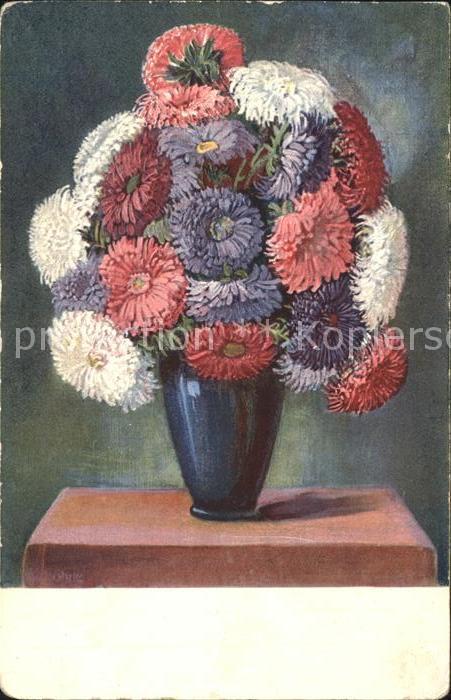 Blumen Astern