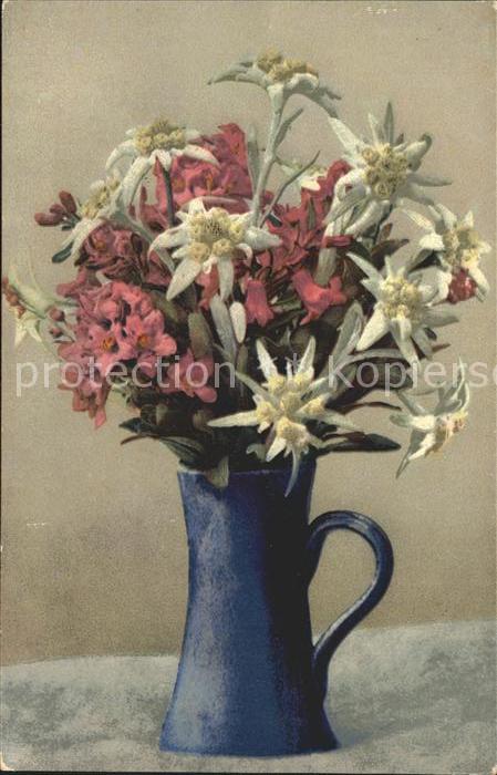 Verlag Photochromie Nr. 484 Edelweiss Alpenrosen