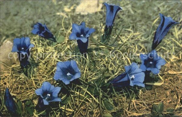 Blumen Gentiana acaulis Clusii Verlag-Photochr