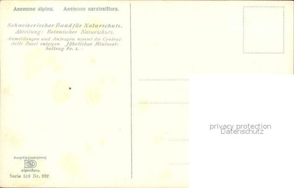 Blumen Anemone alpina Verlag-Photochromie Nr. – Bild 2