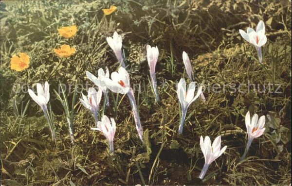 Blumen Crocus vernus Ranunculus montanus Verla