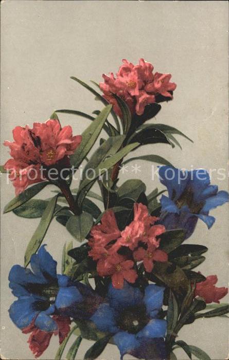 Blumen Alpenrosen Enzian Verlag-Photochromie N