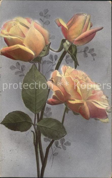 Rosen