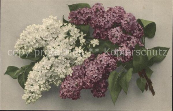 Blumen Flieder