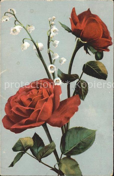 Rosen Maiglöckchen