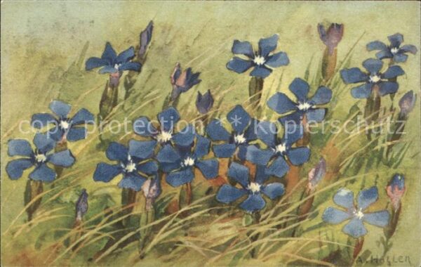 Haller Anna Nr. 350 Blumen Enzian