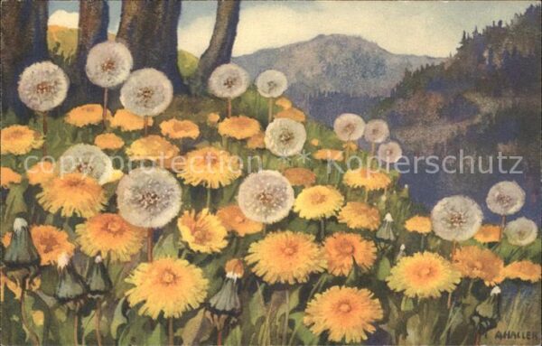 Haller Anna Nr. 345 Pusteblumen Löwenzahn Taraxacum