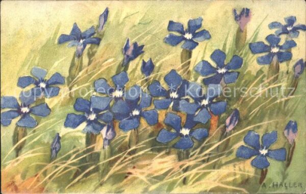 Haller Anna Nr. 350 Blumen