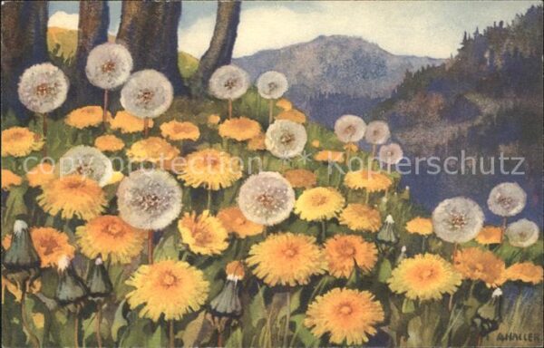 Haller Anna Nr. 345 Pusteblumen Löwenzahn Taraxacum