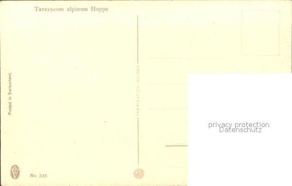 Haller Anna Nr. 345 Pusteblumen Löwenzahn Taraxacum – Bild 2