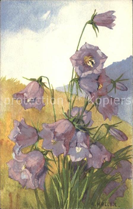 Haller Anna Nr. 203 Glockenblumen