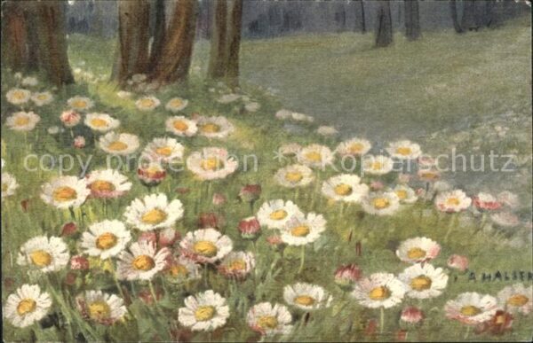 Haller Anna Nr. 232 Gänseblümchen
