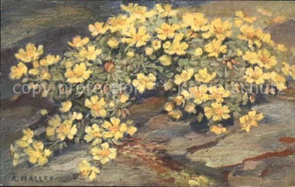 Haller Anna Nr. 246 Schlüsselblumen