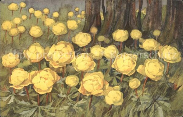 Haller Anna Nr. 323 Trollblumen