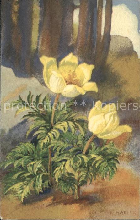 Haller Anna Nr. 314 Blumen