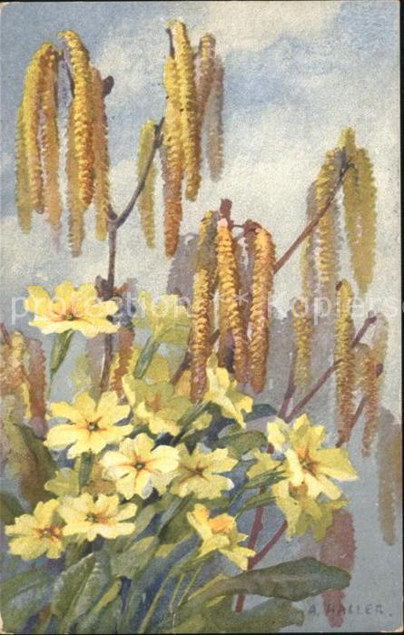 Haller Anna Nr. 209 Hasel Schlüsselblumen