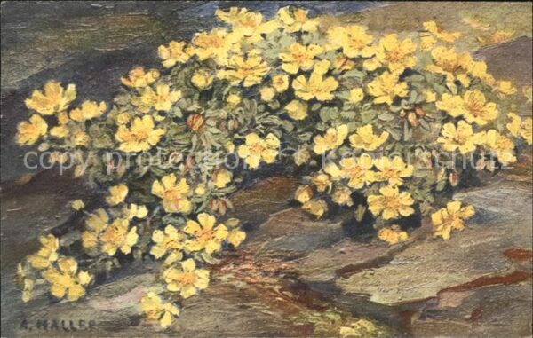Haller Anna Nr. 246 Blumen