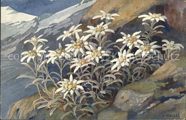 Haller Anna Edelweiss