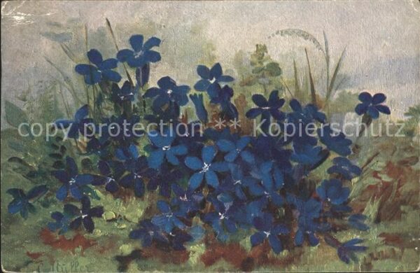 Haller Anna Blaue Blumen
