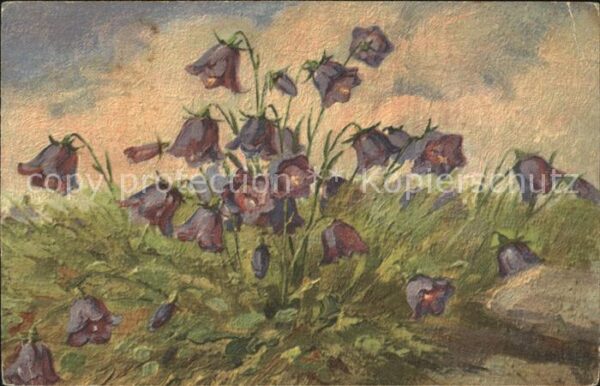 Haller Anna Nr. 334 Glockenblumen