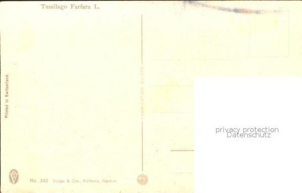 Haller Anna Nr. 342 Tussilago Farfaro Huflattich – Bild 2