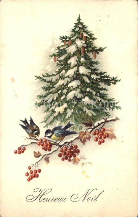 Voegel Blaumeise Weihnachten Tannenbaum
